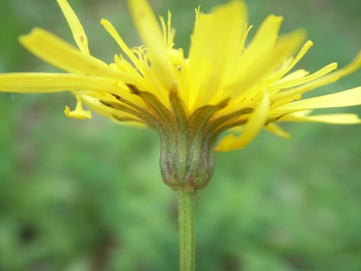 Crepis leontodontoides / Radicchiella italica